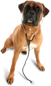 veterinarian.dog